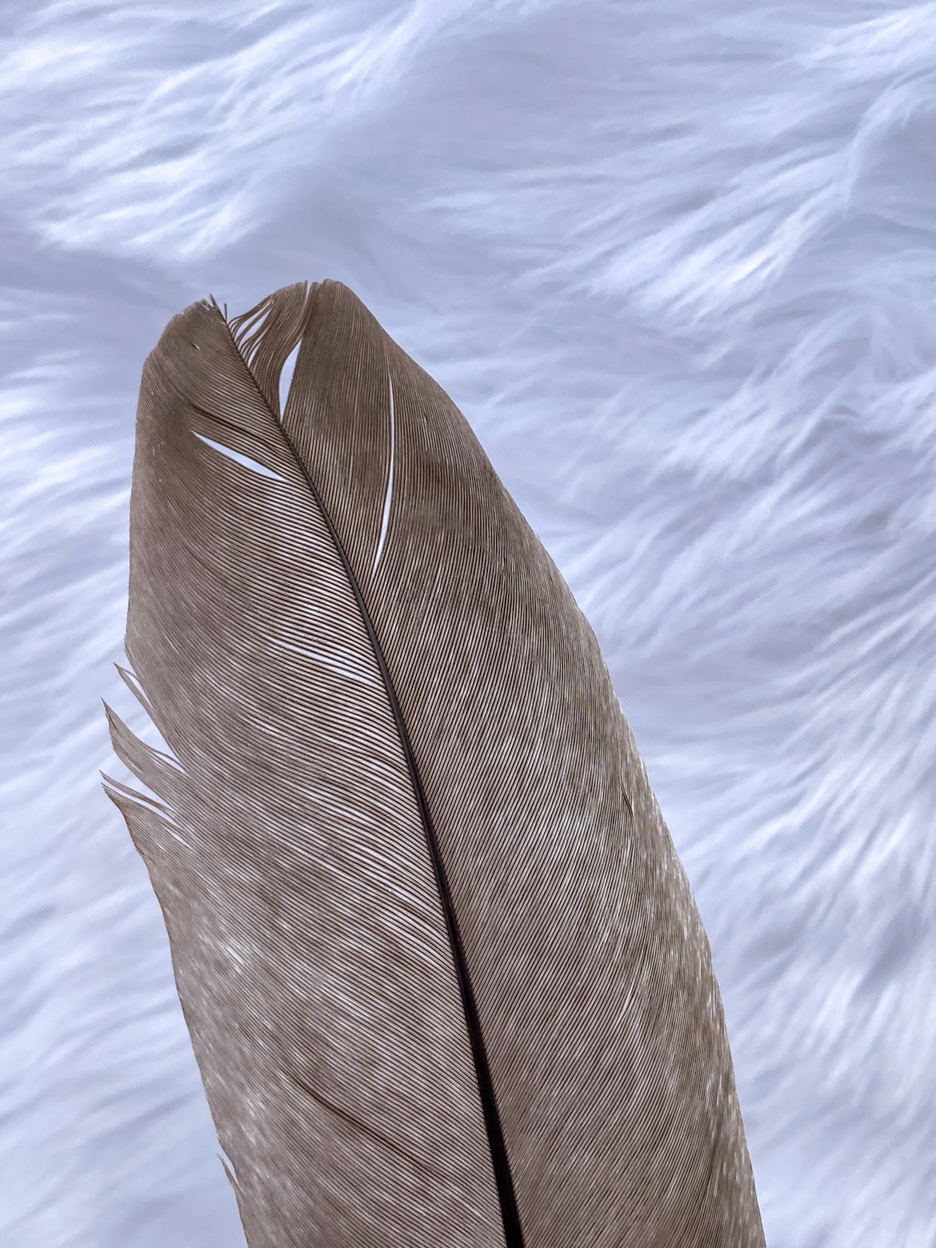 Natural Peacock Ceremonial Feather Ethically Sourced