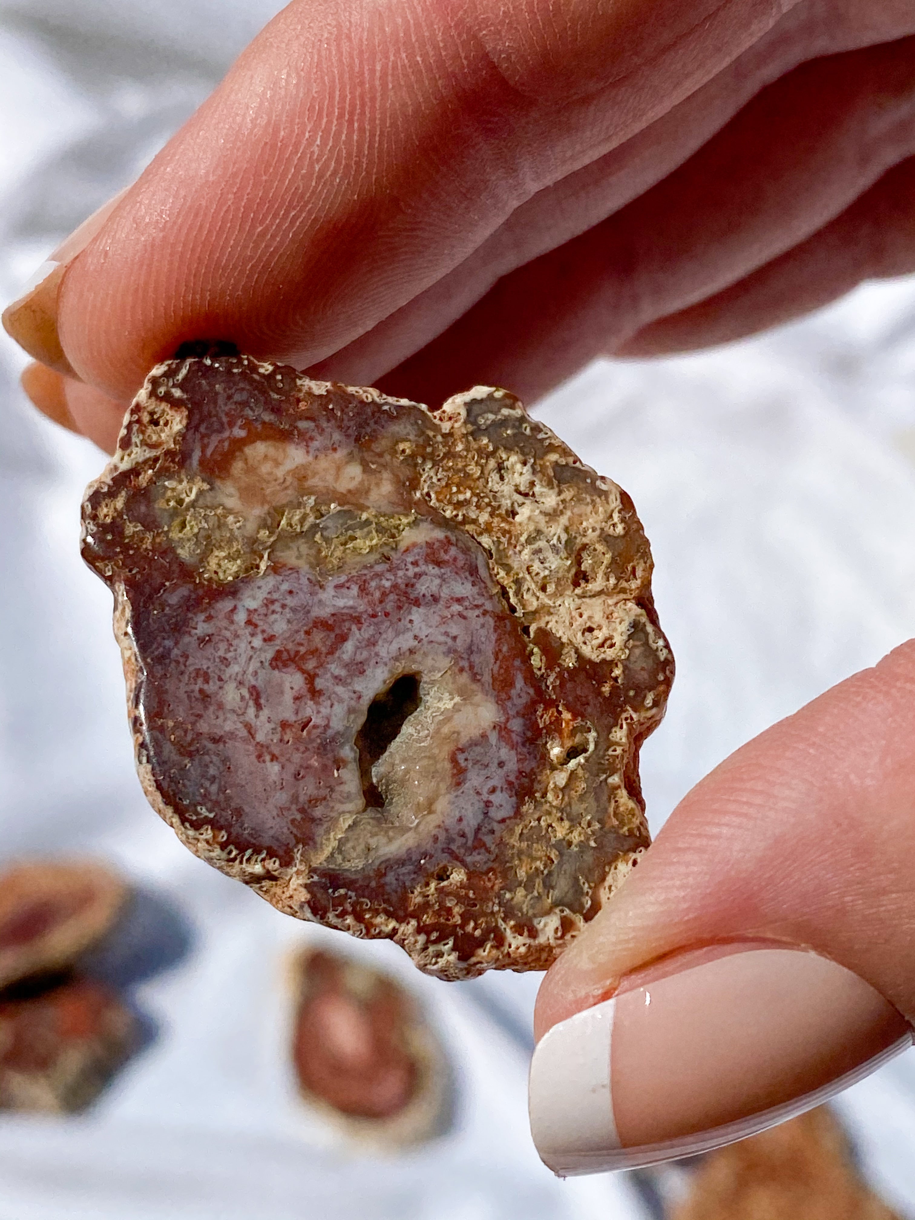 Petrified Wood Slice Medium