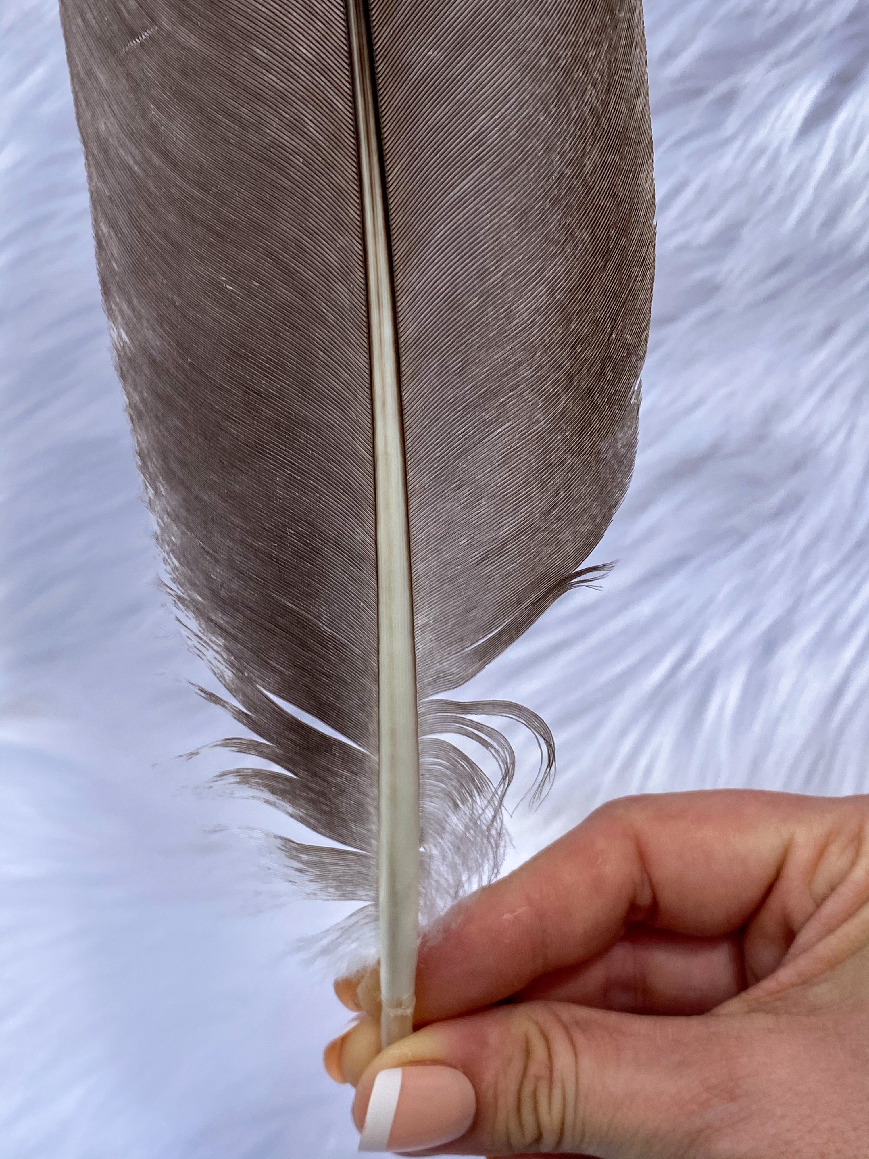 Natural Peacock Ceremonial Feather Ethically Sourced