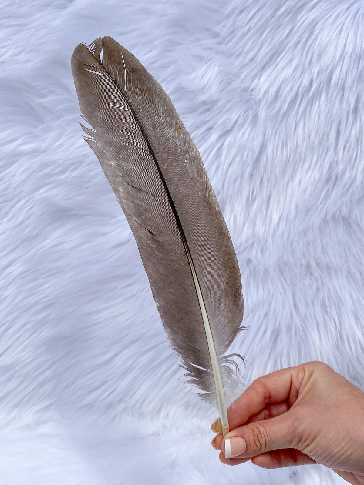 Natural Peacock Ceremonial Feather Ethically Sourced