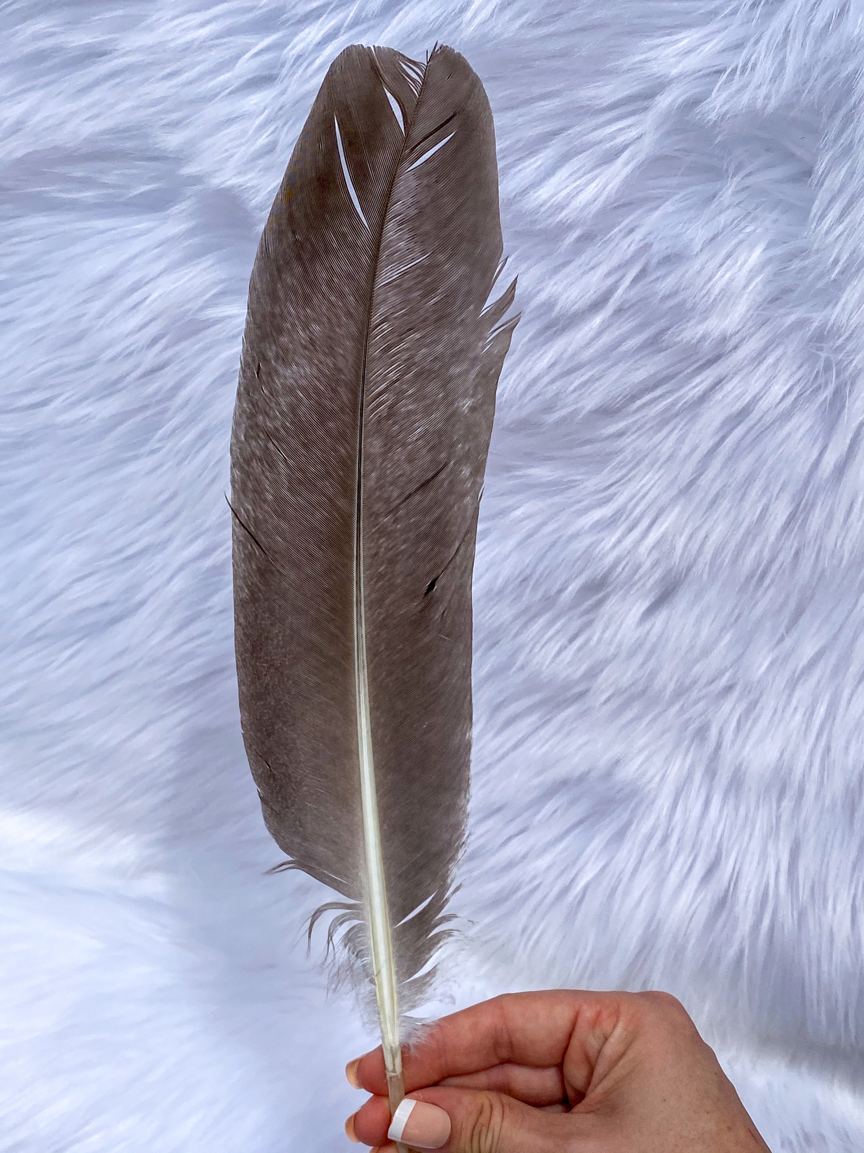 Natural Peacock Ceremonial Feather Ethically Sourced